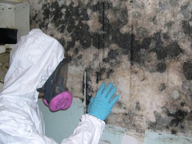 Mold Remediation Expert